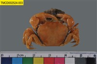 藏品(絨毛折顎蟹)的圖片